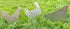 A Trio - 2 Chickens and a Cockerel - Easter